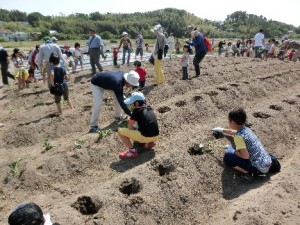 ふれあい農園でさつま芋栽培